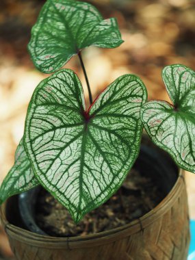 Kaladyum çift renkli yapraklar saksıda süslemeye hazır.