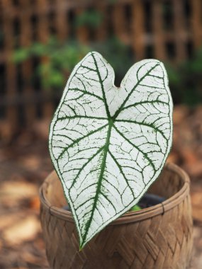 Kaladyum çift renkli yapraklar saksıda süslemeye hazır.