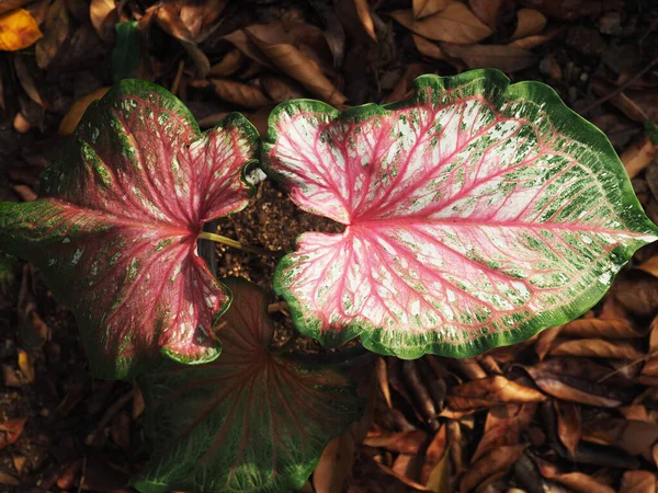 Caladium Bicolor Bezaubernde Blätter Topf Bereit Für Die Dekoration Garten — Stockfoto