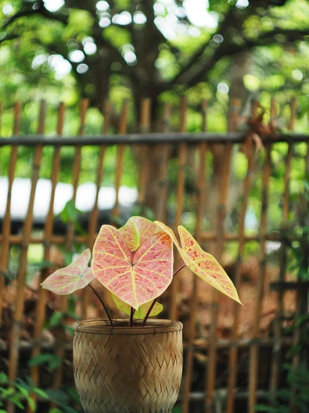 Caladio Bicolor Hojas Beuatyful Maceta Listo Para Decoración Jardín — Foto de Stock