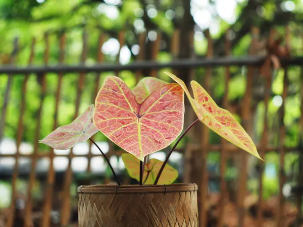 Caladio Bicolor Hojas Beuatyful Maceta Listo Para Decoración Jardín — Foto de Stock