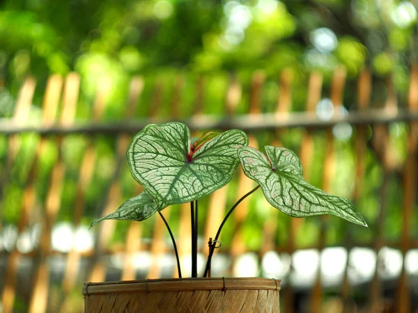 Caladium Bicolor Beuatyful Φύλλα Γλάστρα Έτοιμη Για Διακόσμηση Στον Κήπο — Φωτογραφία Αρχείου