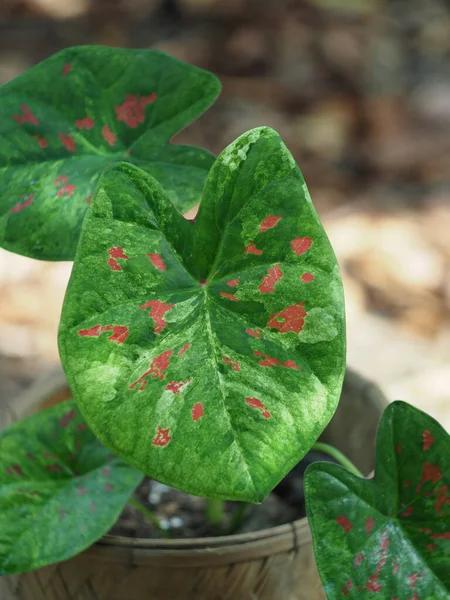 Caladium Bicolor Beuatyful Leafs Pot Готовий Прикраси Саду — стокове фото