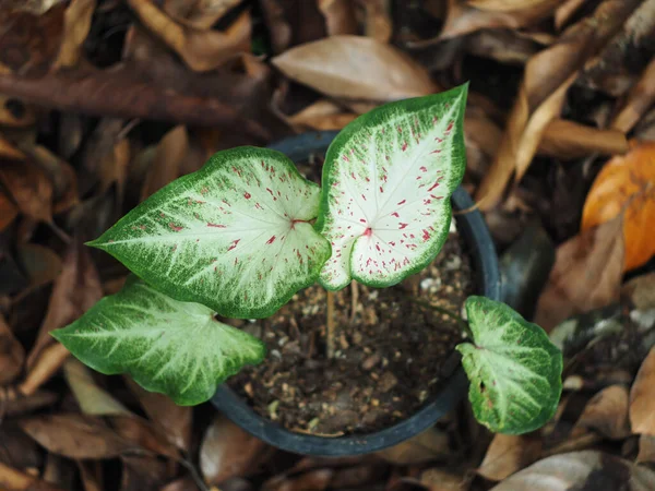 Caladium Bicolor Beuatyful Φύλλα Γλάστρα Έτοιμη Για Διακόσμηση Στον Κήπο — Φωτογραφία Αρχείου