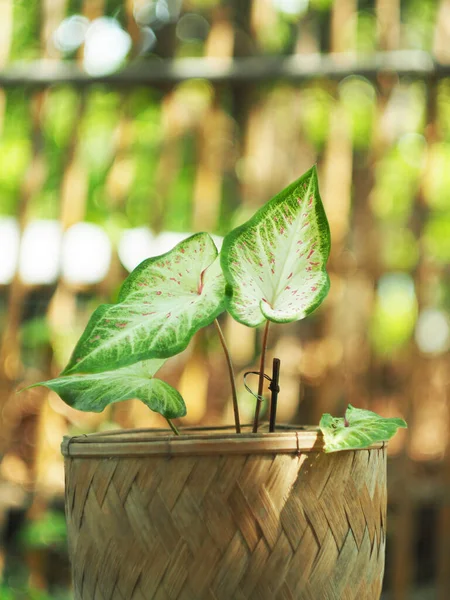 Caladium Bicolor Beuatyful Leafs Pot Ready Decoration Garden — Stock Photo, Image