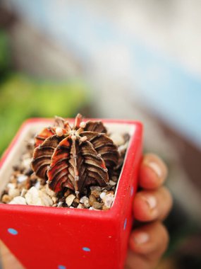 Küçük kazanda kaktüs ev ve bahçeyi süslüyor.