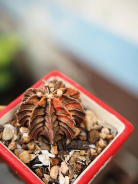 Küçük kazanda kaktüs ev ve bahçeyi süslüyor.