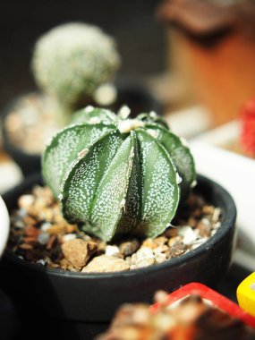 Tencerede kaktüs, masada.