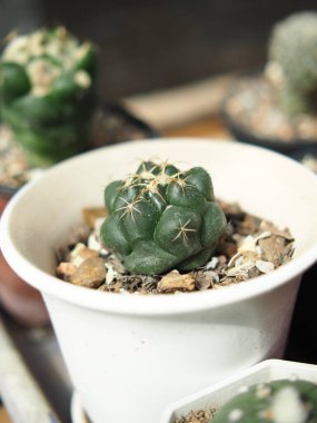 Güzel botanik fotoğrafı, doğal duvar kağıdı.