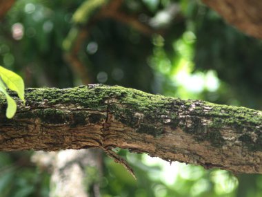 Arkaplanı bulanık bir ağacın yakın plan görüntüsü