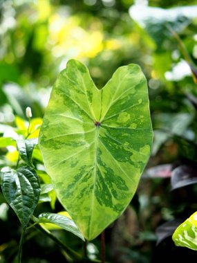 yeşil yaprak dokusu, doğal arkaplan