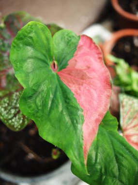 Yeşil yapraklı taze kırmızı ve sarı çiçekleri kapatın.