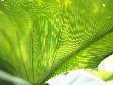 yeşil yaprak dokusu arkaplanı