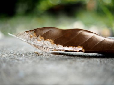 Parkta yere düşen sonbahar yaprağı..