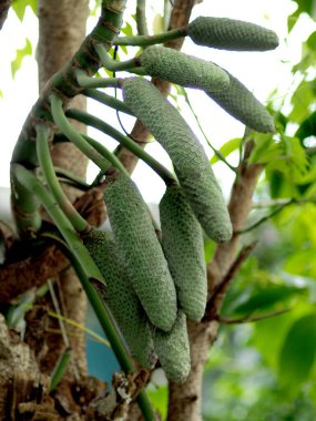 Bahçede yeşil yapraklar