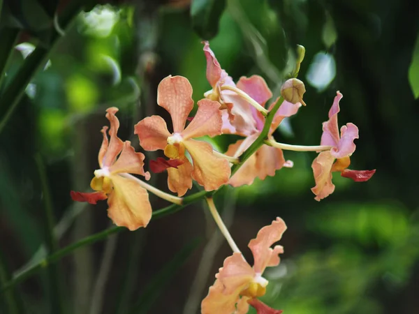 Bahçedeki güzel orkide çiçekleri