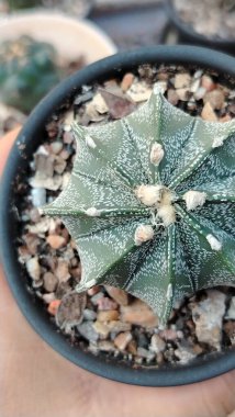 Bahçedeki kaktüse yakın.