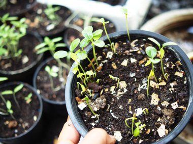 Tencerede domates tohumları