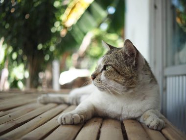 Şirin kedi yerde oturuyor ve dinleniyor.