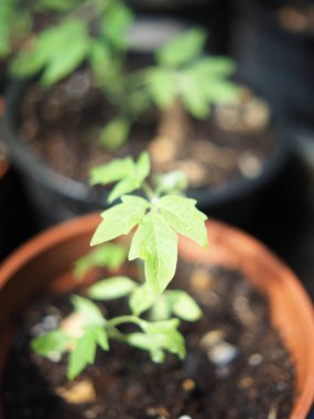 Serada büyüyen yeşil bitkiler