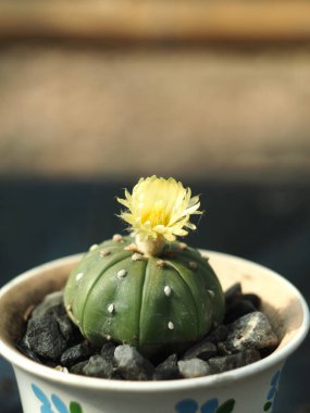 Bahçedeki kaktüs manzarasını kapat.