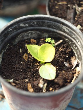 tencerede küçük kaktüs