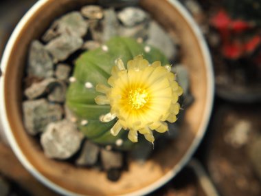 Sarı çiçekli kaktüs.