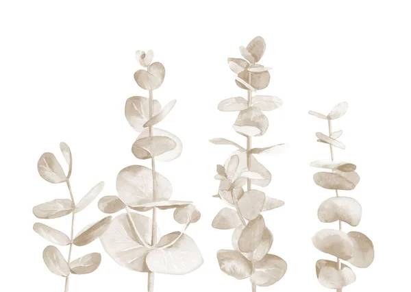 Ramas de eucalipto pastel. Hojas de árbol secas. Ilustración acuarela tonificada aislada sobre fondo blanco. — Foto de Stock