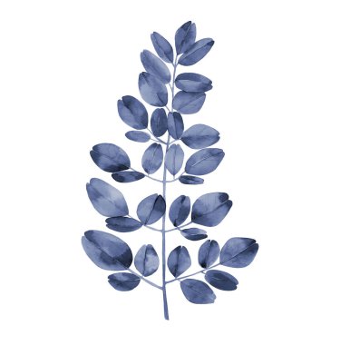 Donanma mavisi suluboya dalı. Soyut Moringa ağacı yaprakları. Botanik illüstrasyon beyaz arkaplanda izole edildi.