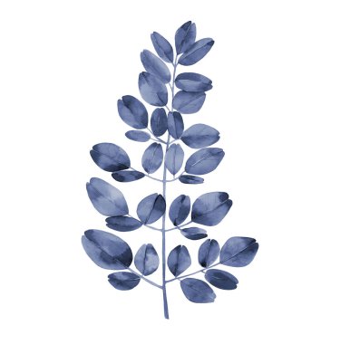 Navy blue watercolour branch. Abstract moringa tree leaves. Botanical illustration isolated on white background. clipart