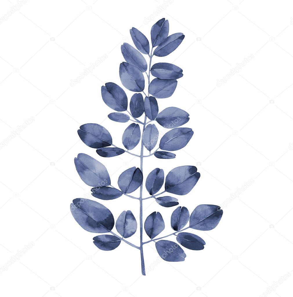 Navy blue watercolour branch. Abstract moringa tree leaves. Botanical illustration isolated on white background.