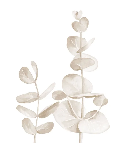 Ramas de eucalipto beige. Hojas de árbol de color neutro. Ilustración en acuarela aislada sobre fondo blanco. — Foto de Stock