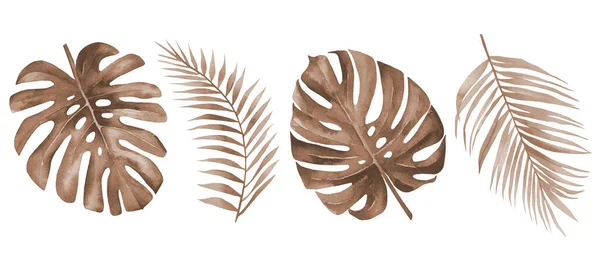 Droge palmbladeren. Gedroogde tropische monstera en palmblad set. Terracotta planten. Aquarelillustratie geïsoleerd op witte achtergrond. — Stockfoto