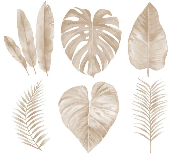 Banane sèche et feuilles tropicales. Palmier beige Ensemble de feuilles. Illustration aquarelle isolée sur fond blanc. — Photo