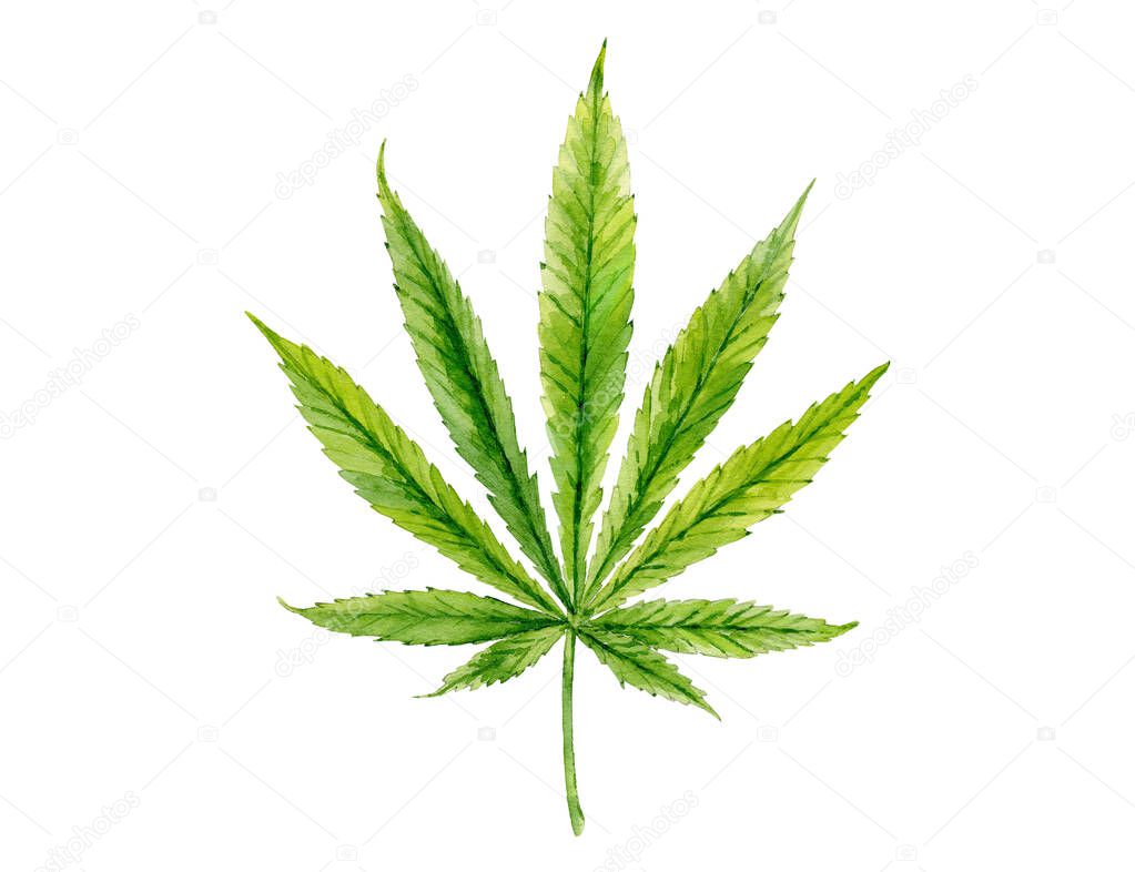 Green leaf of Cannabis medicinal plant with leaves. Watercolour hand drawn painting illustration isolated on a white background.