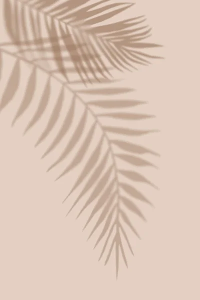Тени из тропических листьев пальмы. Светлый пастельный фон с тенью. Обложка, трендовая рамка, открытка, открытка, графический дизайн. — стоковое фото