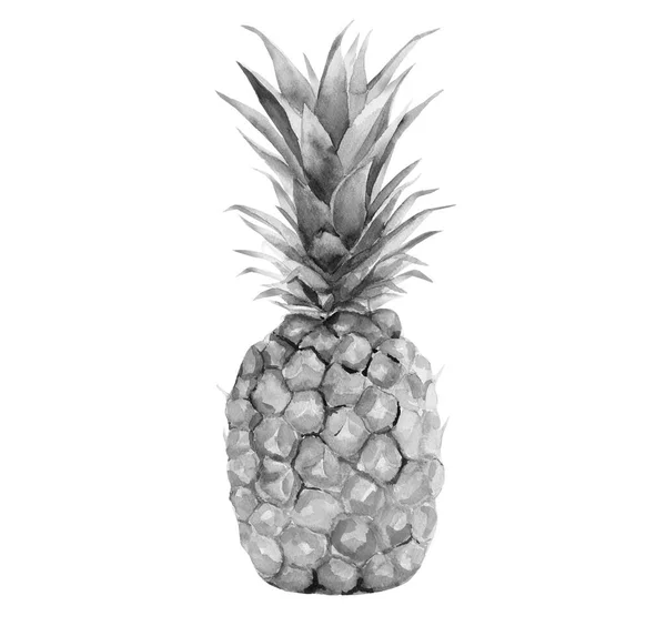 Fruta de piña. Ilustración de acuarela monocromática sobre fondo blanco. — Foto de Stock