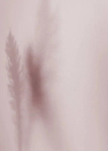 植物の影はパステルの壁に残します。シダ植物。ソーシャルメディアの背景のための審美的な画像. — ストック写真