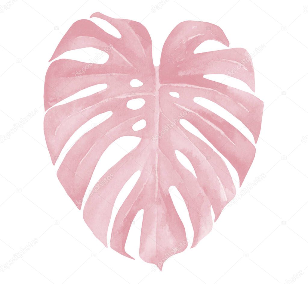 Pink Leaf. Monstera Deliciosa. Watercolor illustration isolated on white background.
