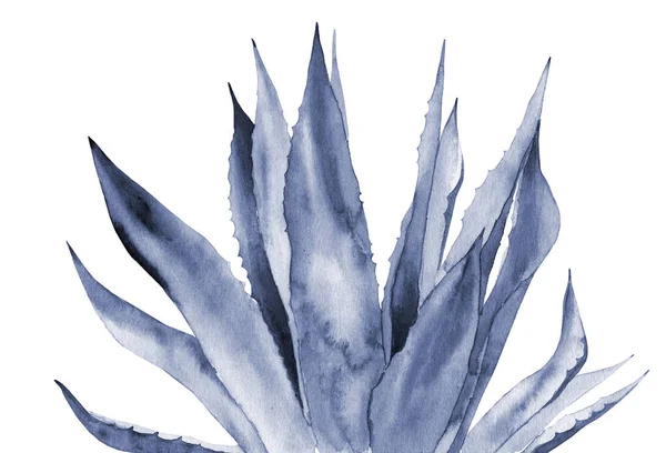 Abstraktní modré listy. Agave. Akvarelové ilustrace izolované na bílém pozadí. — Stock fotografie