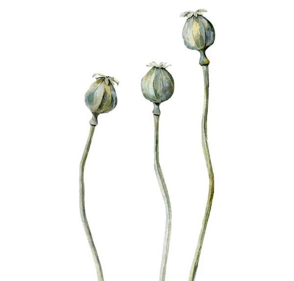 Getrocknete Mohnblumen. Trockene Blütenknospen. Aquarell-Illustration isoliert auf weißem Hintergrund. Aquarellkunst. — Stockfoto