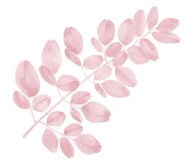 Pembe suluboya bitki yaprakları. Allık pembe dallar. Moringa yaprakları. 