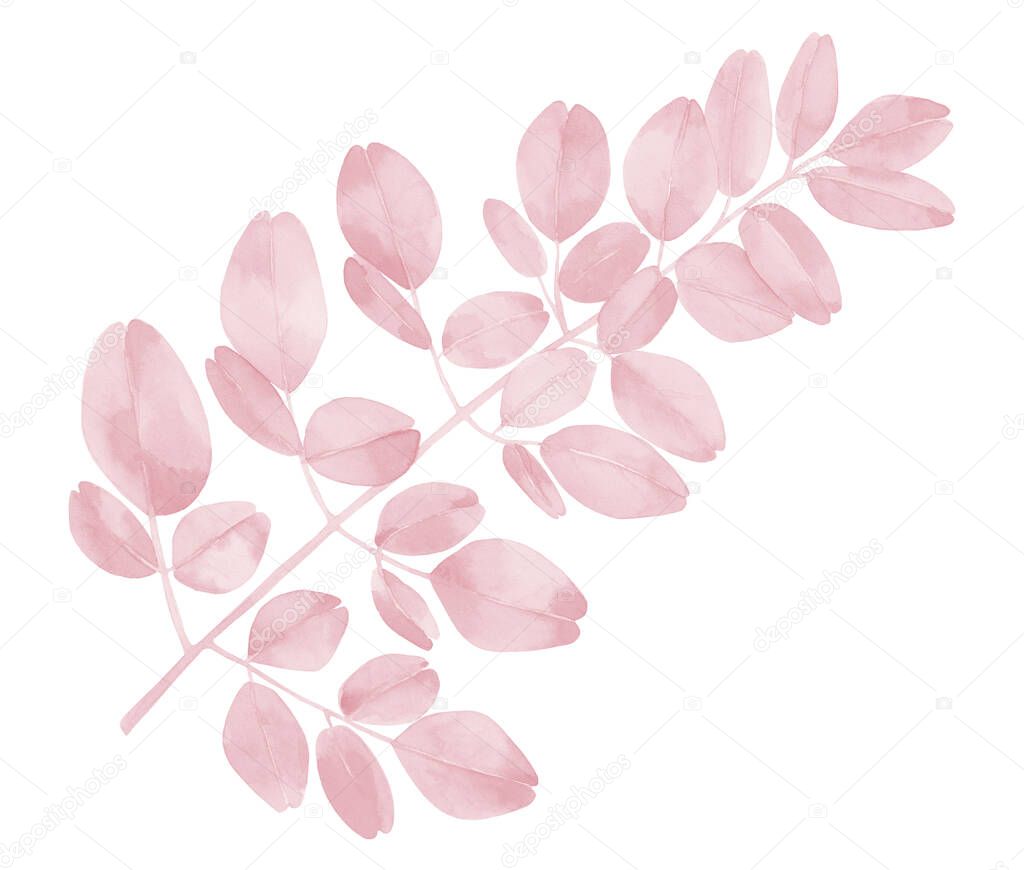 Pink watercolour plant leaves. Blush pink branches. Moringa leaves. 