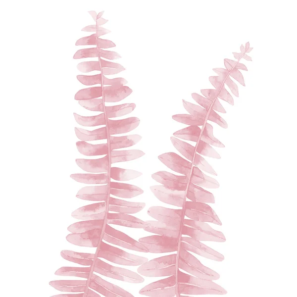 Pink Fern Leaf izolované na bílém pozadí. Akvarel ilustrace v červenavě růžové barvy — Stock fotografie
