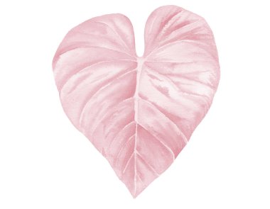 Pembe suluboya yaprak. Çizgili güzel tropikal yaprak. Soluk pembe suluboya çizimi beyaza izole edilmiş.. 