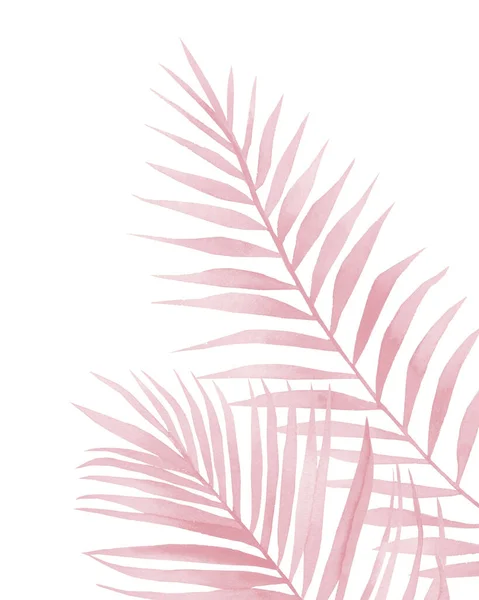 Różowa palma. Streszczenie akwarela Liście palmy na białym tle. — Zdjęcie stockowe