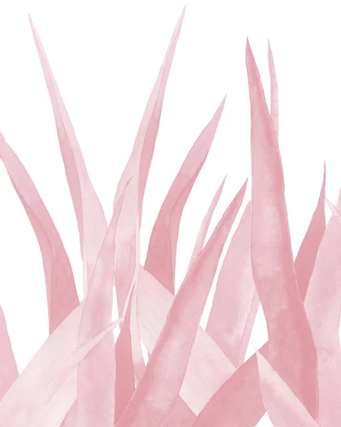 Folhas de plantas rosa. Folhas de Agave abstratas. Ilustração aquarela sobre fundo branco. — Fotografia de Stock