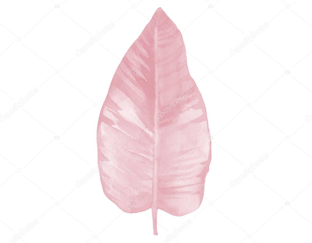 Light Pink watercolor leaf. Pink watercolour illustration isolated on white background. Botanical Art.