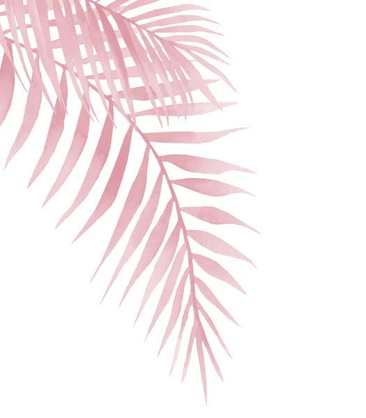 Розовая пальма. Абстрактные акварельные листья пальмы на белом фоне. — стоковое фото