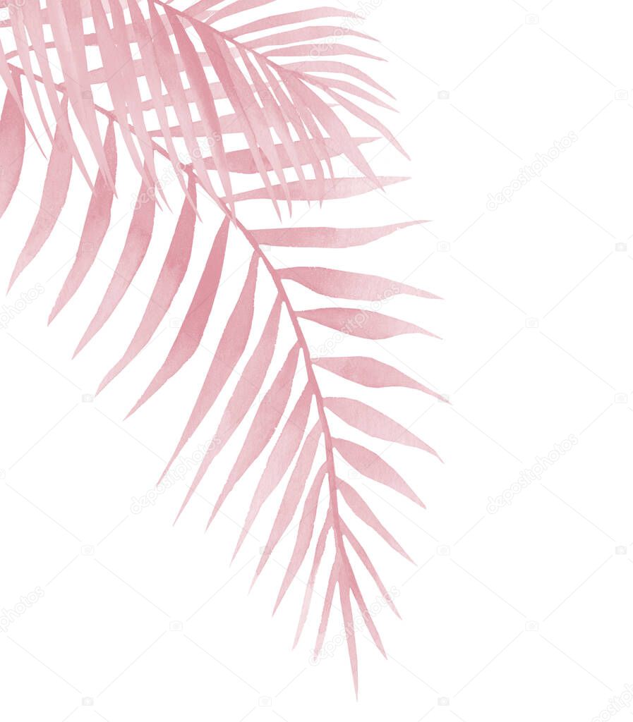 Pink palm tree. Abstract watercolor Palm leaves on white background.